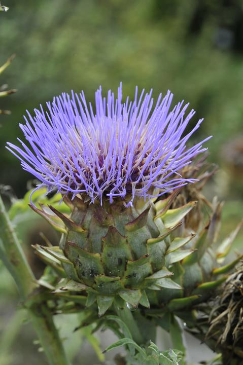 Immagine prodotto Entgiften mit Heilkräutern (Tedesco, Margherita Madejsky, 2024)