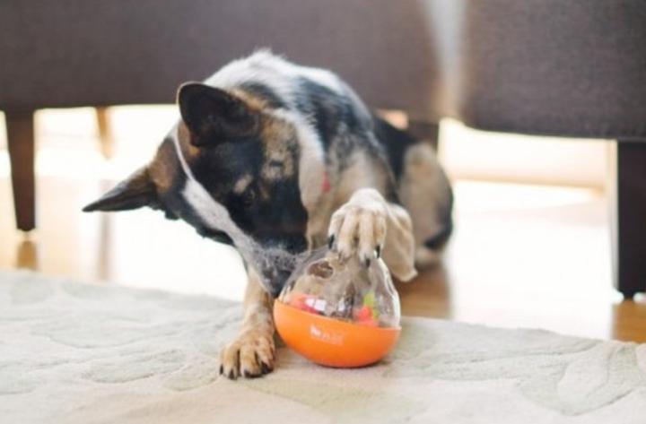 Immagine prodotto P.L.A.Y. Wobble Ball (Giocattolo per cani)