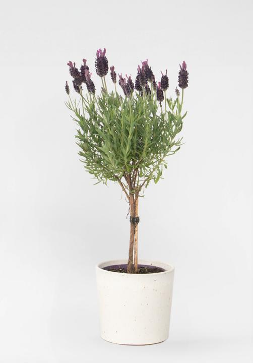 Produktbild Plant in a Box Lavandula stoechas 'Anouk' - Lavendelbaum (30 cm)