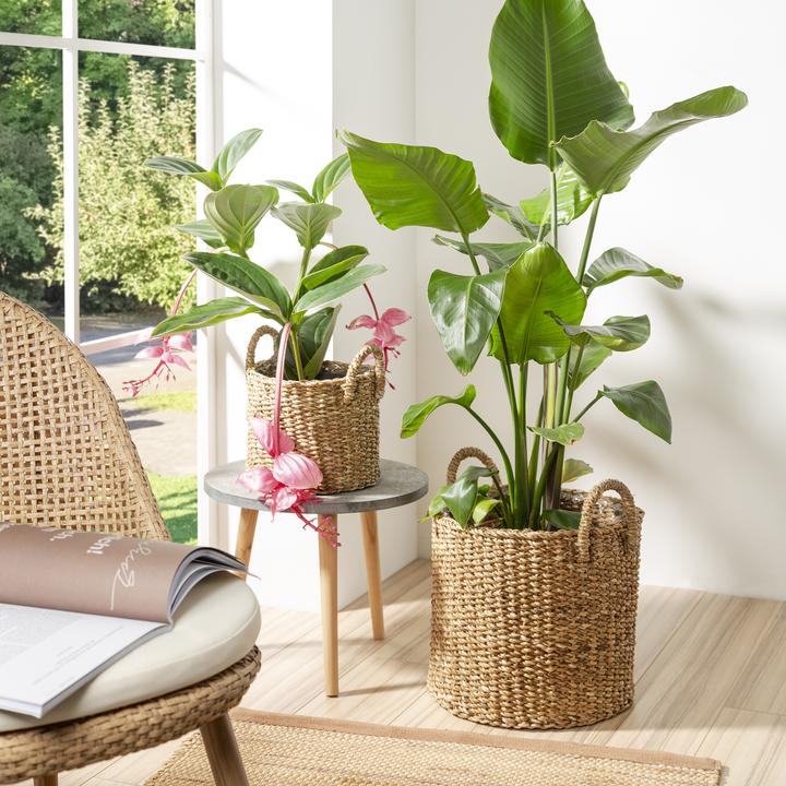 Produktbild Scheurich Seagrass 33 (35 cm)