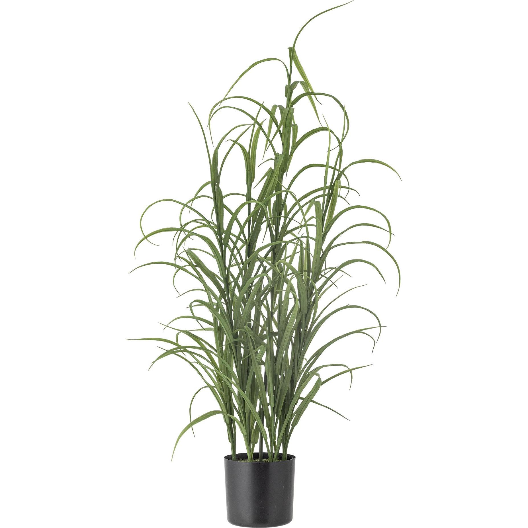 GIRUVI 「Grow on the Wall」Gracilius Bloomingville Grass - buy at