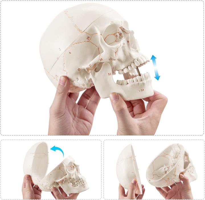Produktbild Medarchitect Upgraded Human Skull