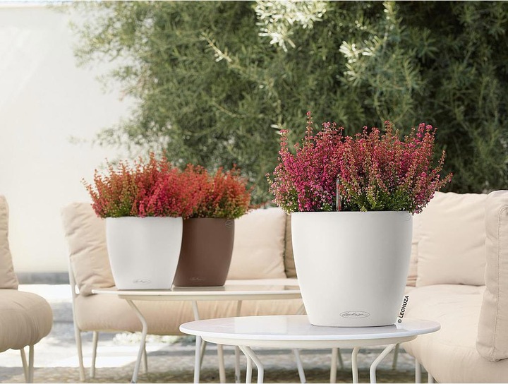 Image du produit Lechuza Classico Color (21.50 cm)