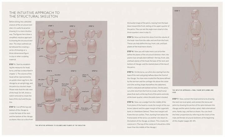 Produktbild Basic Human Anatomy (Englisch, Roberto Osti, 2022)