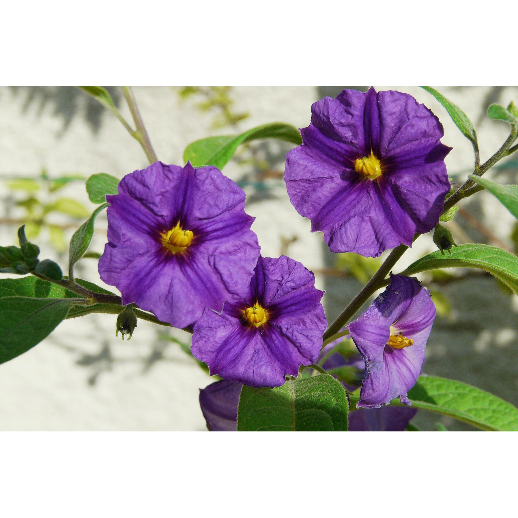 Thumbnail - Plant in a Box, Pflanzen, Lycianthes rantonnetii - 6er-Set Nachtschatten (25 cm)