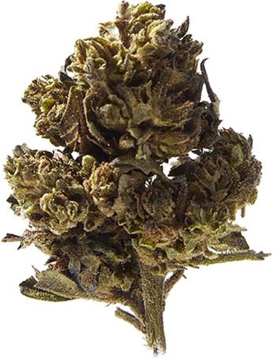 Produktbild Herba di Berna Mango Haze (45 g, Outdoor)