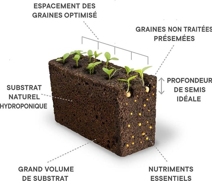 Actual product image Véritable Bio-Kirschtomaten (Vegetable seeds)