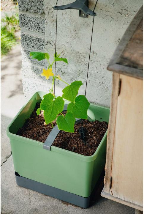 Actual product image Gusta Garden CURT CUCUMBER Gurkentopf Blau (33.50 cm)
