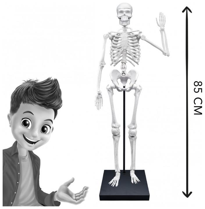 Actual product image Buki SQUELETTE 85 CM