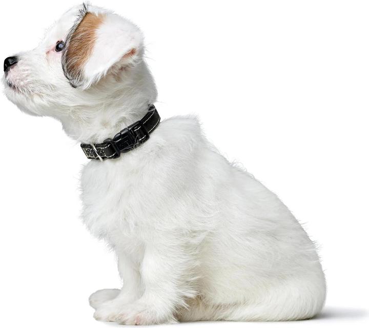 Actual product image Hunter Canadian Up for dogs black S/1 (1, S, Dog, General)