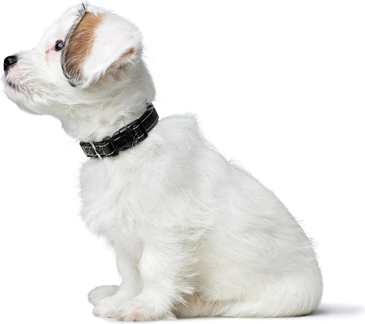 Immagine prodotto Hunter Canadian Up per cani nero S/1 (1, S, Cane, Generale)