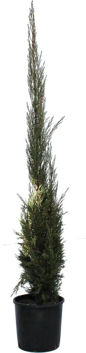 Produktbild Zulauf Säulen-Mittelmeer-Zypresse / Cupressus sempervi. 'Stricta' (100 cm)