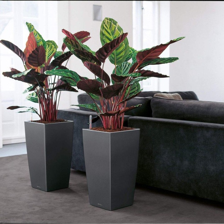 Actual product image Lechuza Cubico (39.50 cm)