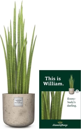 Actual product image Männerpflanze This is William (55 cm)