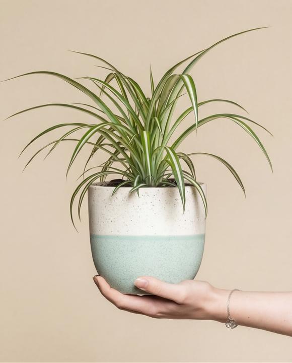 Actual product image feey Grünlilie (15 cm, Freshly repotted)