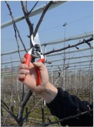 Actual product image Felco Gartenschere