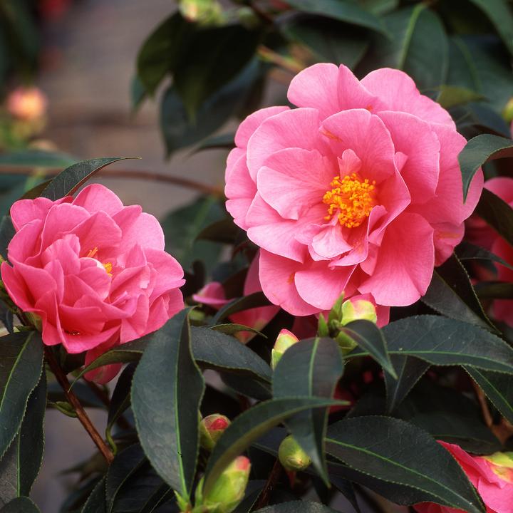 Produktbild Plant in a Box Camellia japonica Bonomiana - 3er Set Japanische Rosen (25 cm)