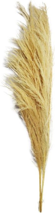 Image du produit Dijk Sem d'herbe des Pampas (Herbe de la pampa)