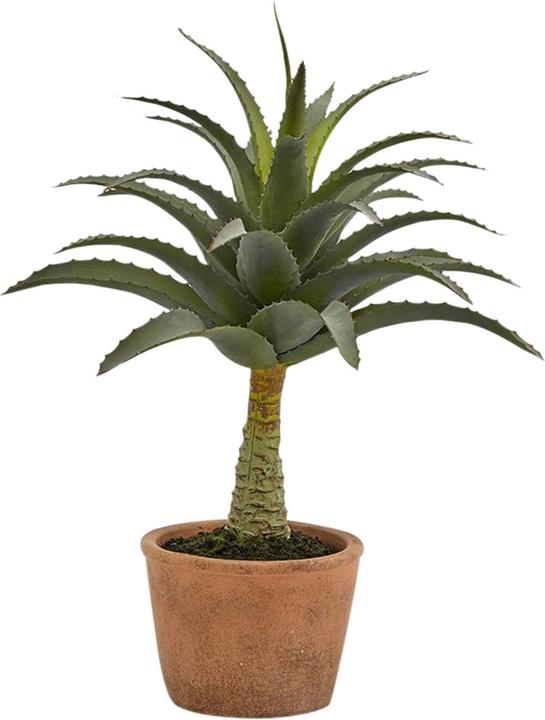 Immagine prodotto Schubiger Agave (44 cm)