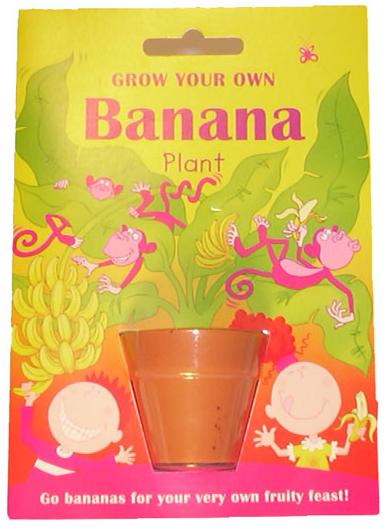 Trend Import Banana plant (Fruit seed)