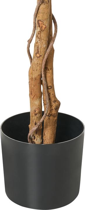 Immagine prodotto Beliani Sakura (185 cm)