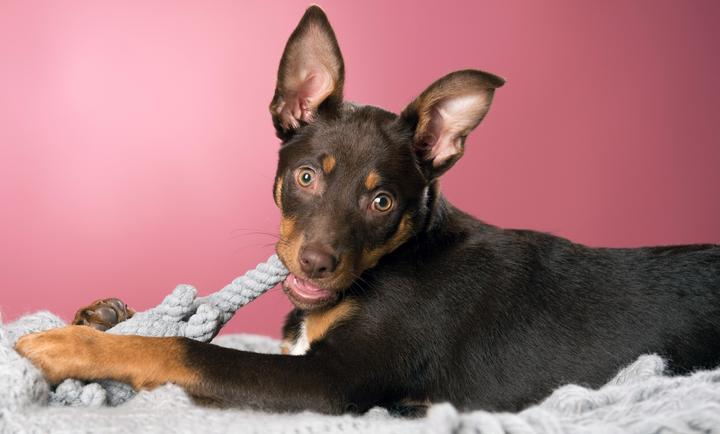 Immagine prodotto Laboni Elton Elephant (Cucciolata di cane giocattolo, Gioco da masticare per cani, Reperimento)
