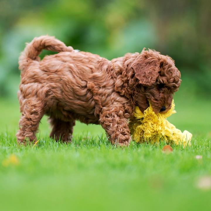 Immagine prodotto Laboni Leo Löwe (Cucciolata di cane giocattolo, Gioco da masticare per cani, Reperimento)