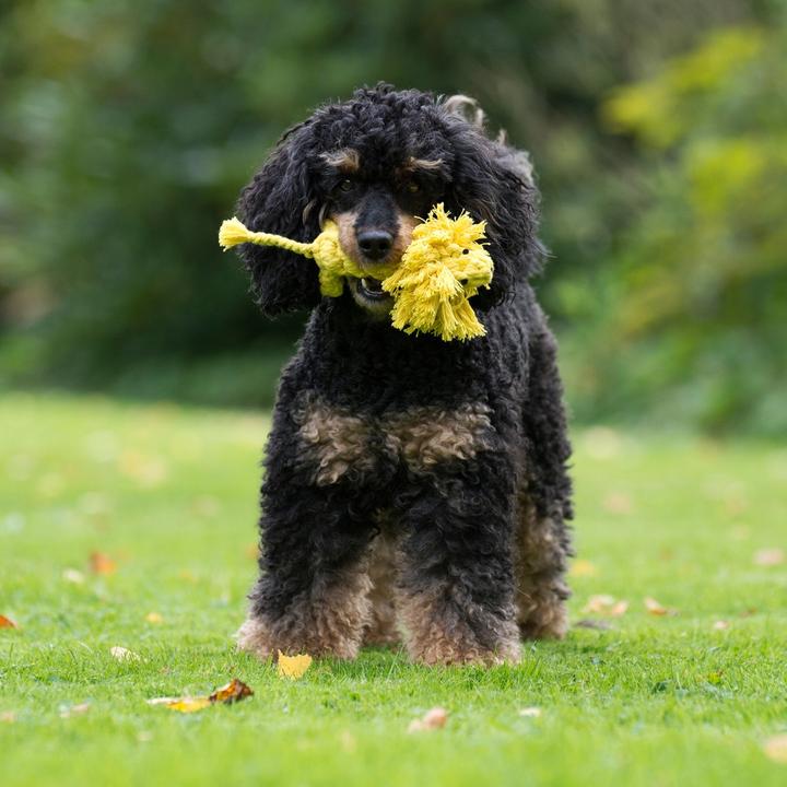 Immagine prodotto Laboni Leo Löwe (Cucciolata di cane giocattolo, Gioco da masticare per cani, Reperimento)