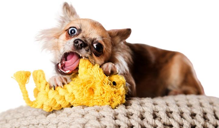 Immagine prodotto Laboni Leo Löwe (Cucciolata di cane giocattolo, Gioco da masticare per cani, Reperimento)