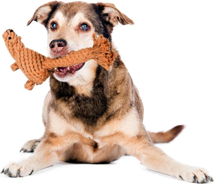 Actual product image Laboni Eddie Eichhorn (Retrieval, Litter toy dog, Dog chew toy)