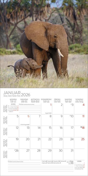 Image du produit Elefanten2026 (30 x 30 cm)