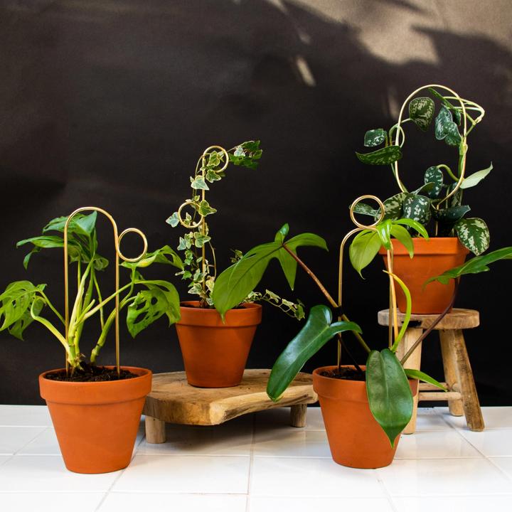 Produktbild Botanopia Rankhilfe Pompom Gold (1.50 cm)