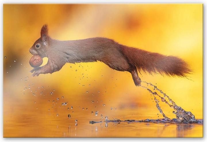 Actual product image Trenddeko van Duijn - Squirrel jumping (120 x 75 cm)