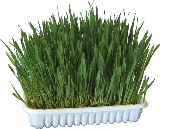 Kerbl Rodent grass (0.13 kg, 1 x)
