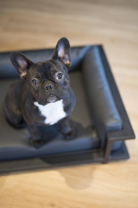 Produktbild Laboni Manhattan (Hund)