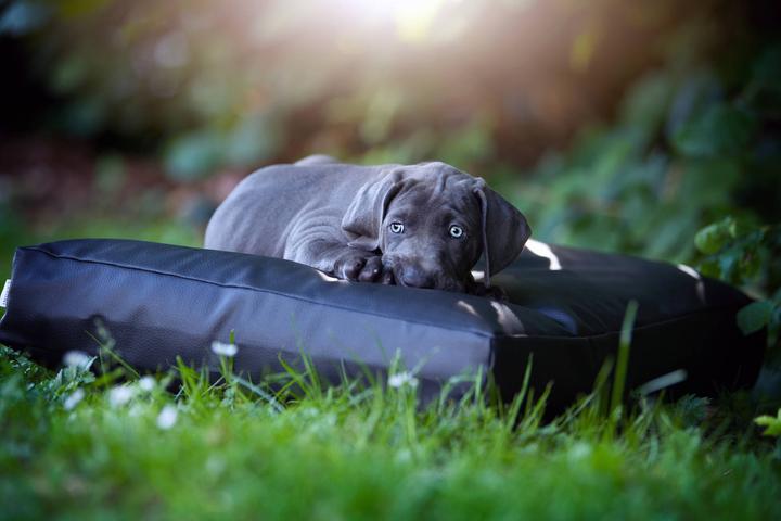 Produktbild Laboni Manhattan (Hund)