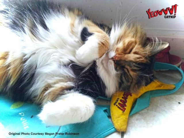 Actual product image Yeowww Banana 18cm filled with catnip (Catmint toy)