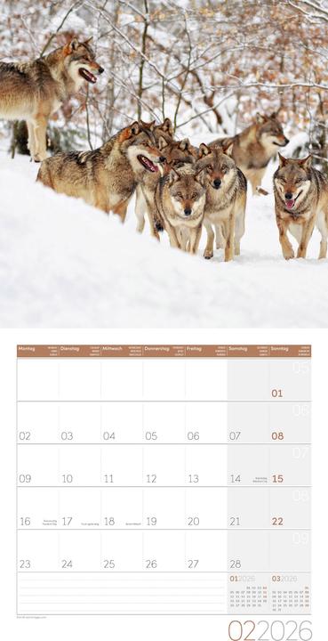 Produktbild Wölfe Kalender 2026 - 30x30