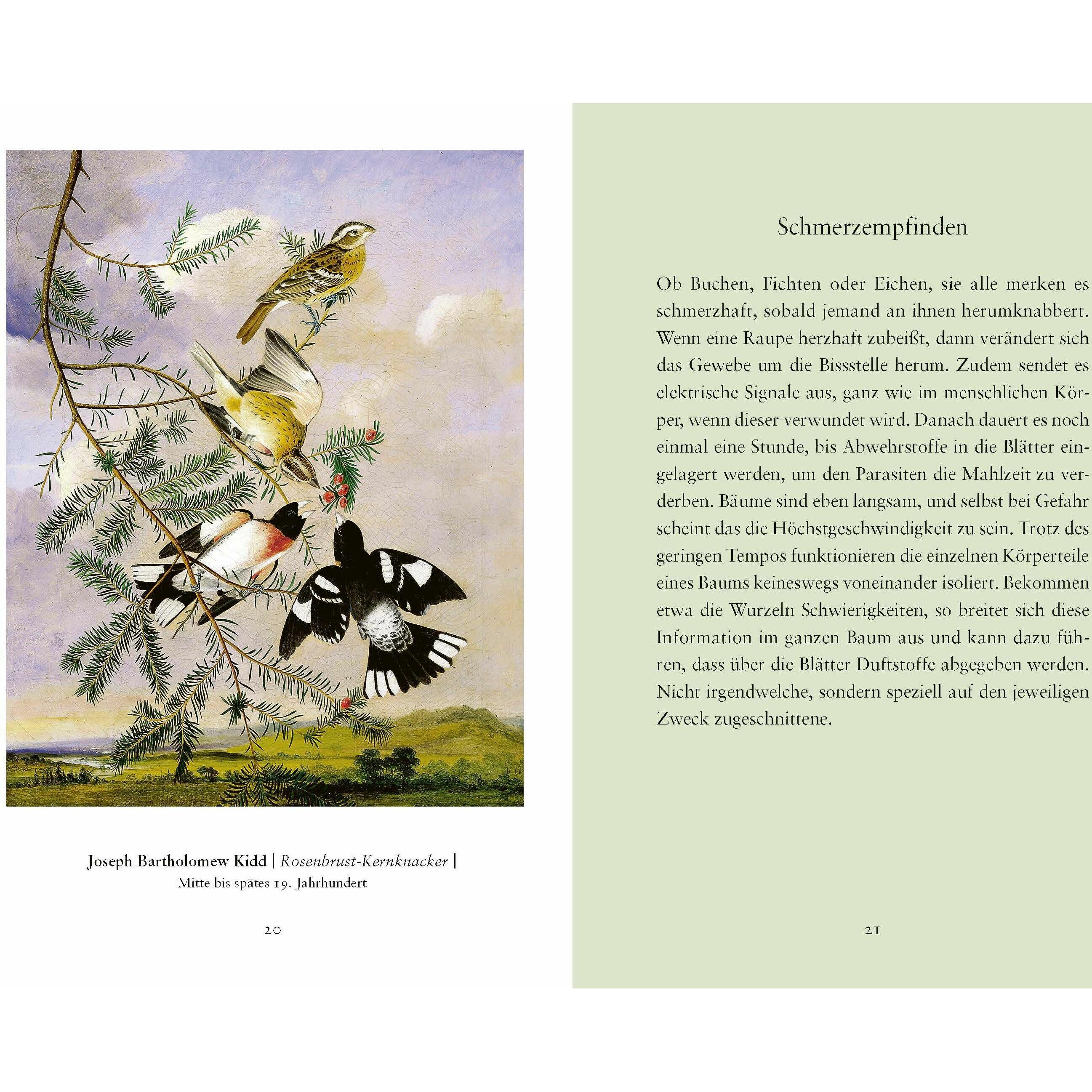 Thumbnail - Weisheiten aus »Das geheime Leben der Bäume«, Sachbücher von Peter Wohlleben
