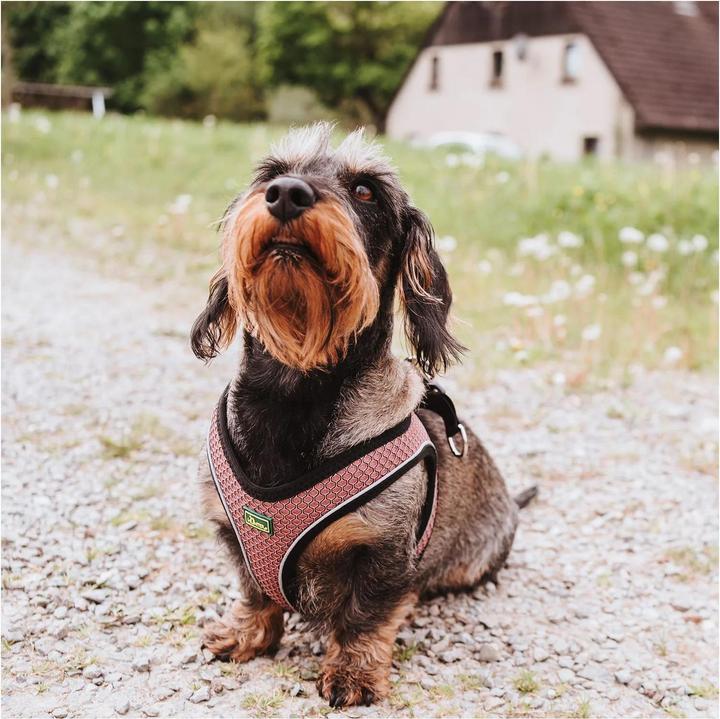 Actual product image Hunter Dog harness Hilo Comfort XXS-XS, pink - (401673969788) (XXS, Dog, Dog sport)