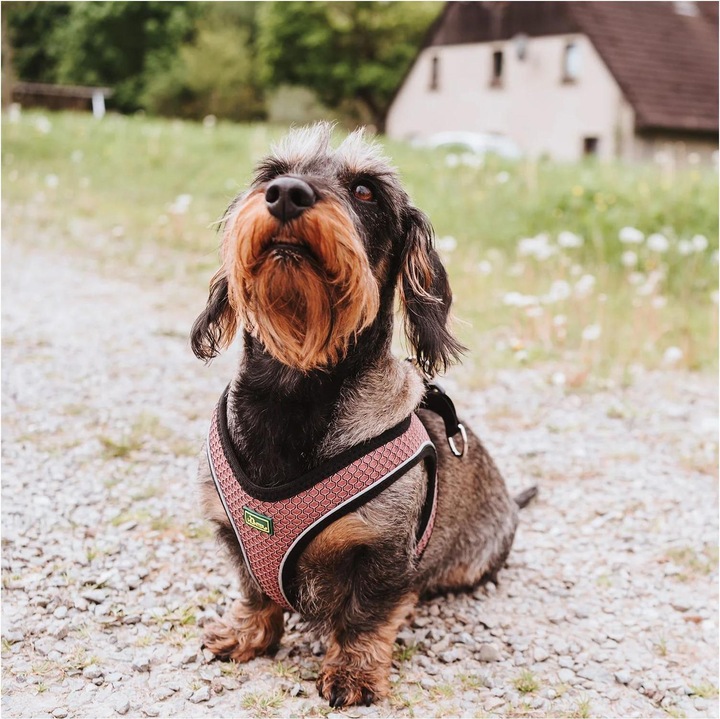 Image du produit Hunter Harnais pour chien Hilo Comfort XXS-XS, rose - (401673969788) (XXS, Chien, Sport canin)