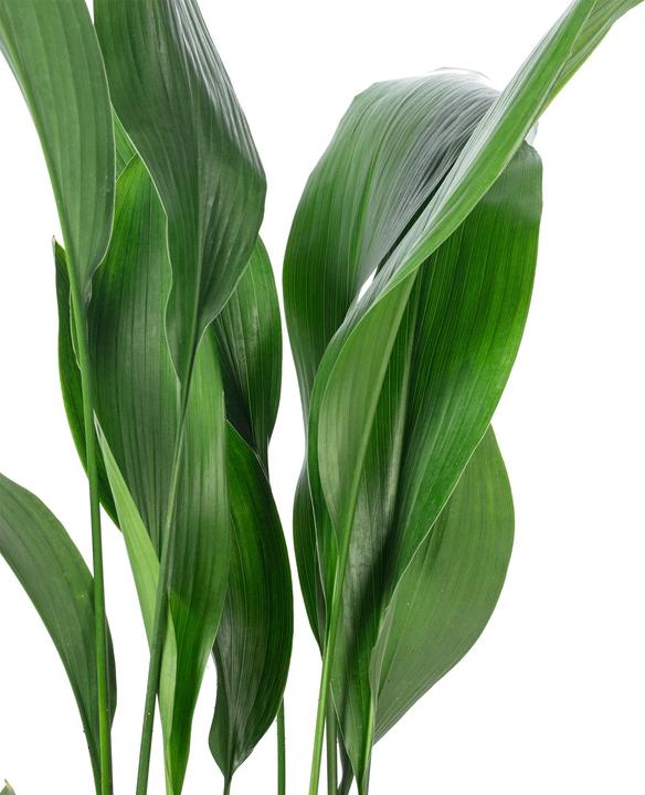 Flowerbox Schusterpalme - Aspidistra elatior - kaufen bei Galaxus - Galaxus