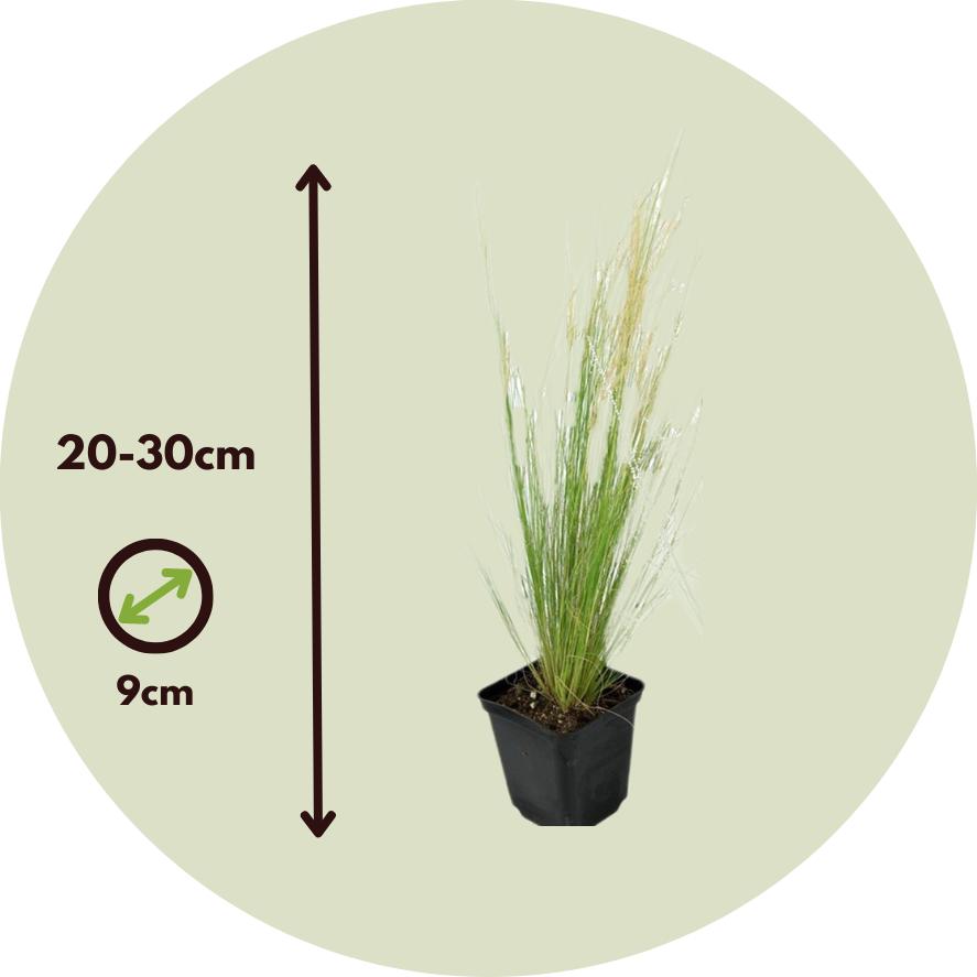 Thumbnail - Plant in a Box, Pflanzen, Stipa tenuifolia 'Pony Tails' - 9er Set Zier Federgras (20 cm)