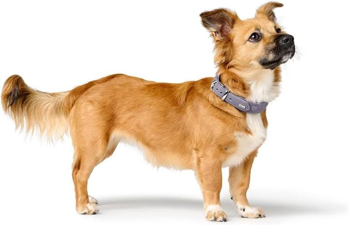 Actual product image Hunter - H.HB Soho X Love - 32/XS - Purple (32, XS, Dog, General)