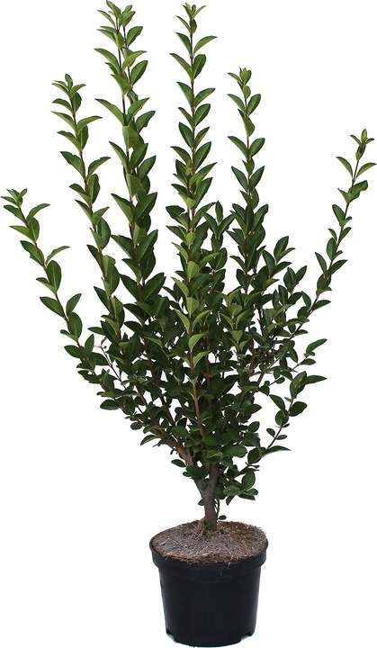 80 cm