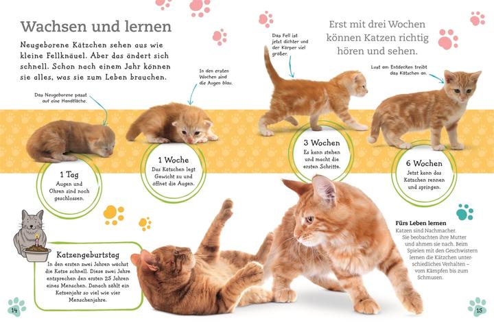 Produktbild Alles über deine Katze (Deutsch, Frauke Bahle, 2018)