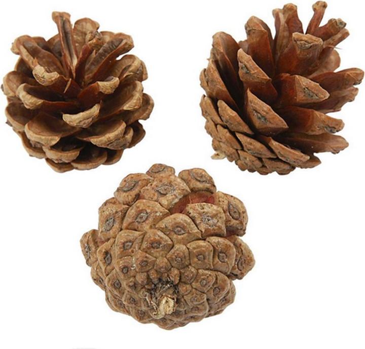 Creativ Company Cono di pino