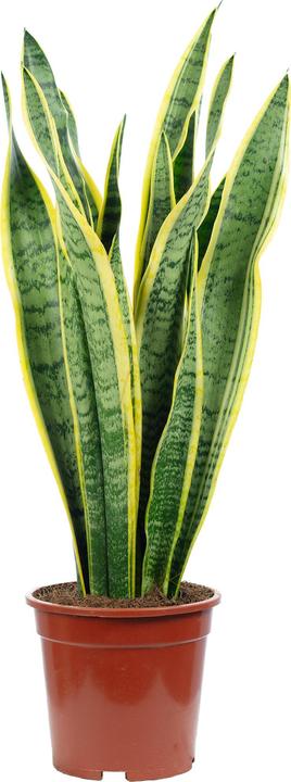 Flowerbox Lingua di suocera Sansevieria trifasciata Laurentii