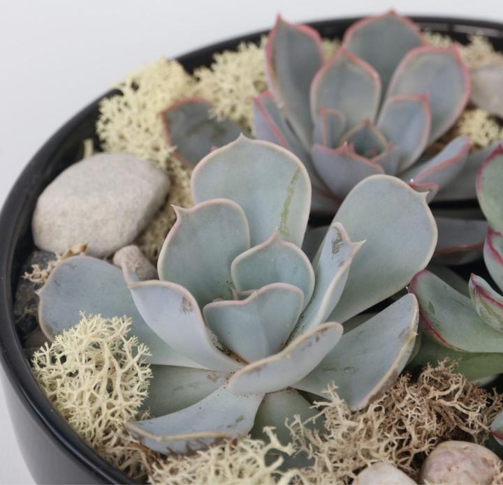 Image du produit Plant in a Box Echeveria lilacina - Garden Mix Noir (8 cm)