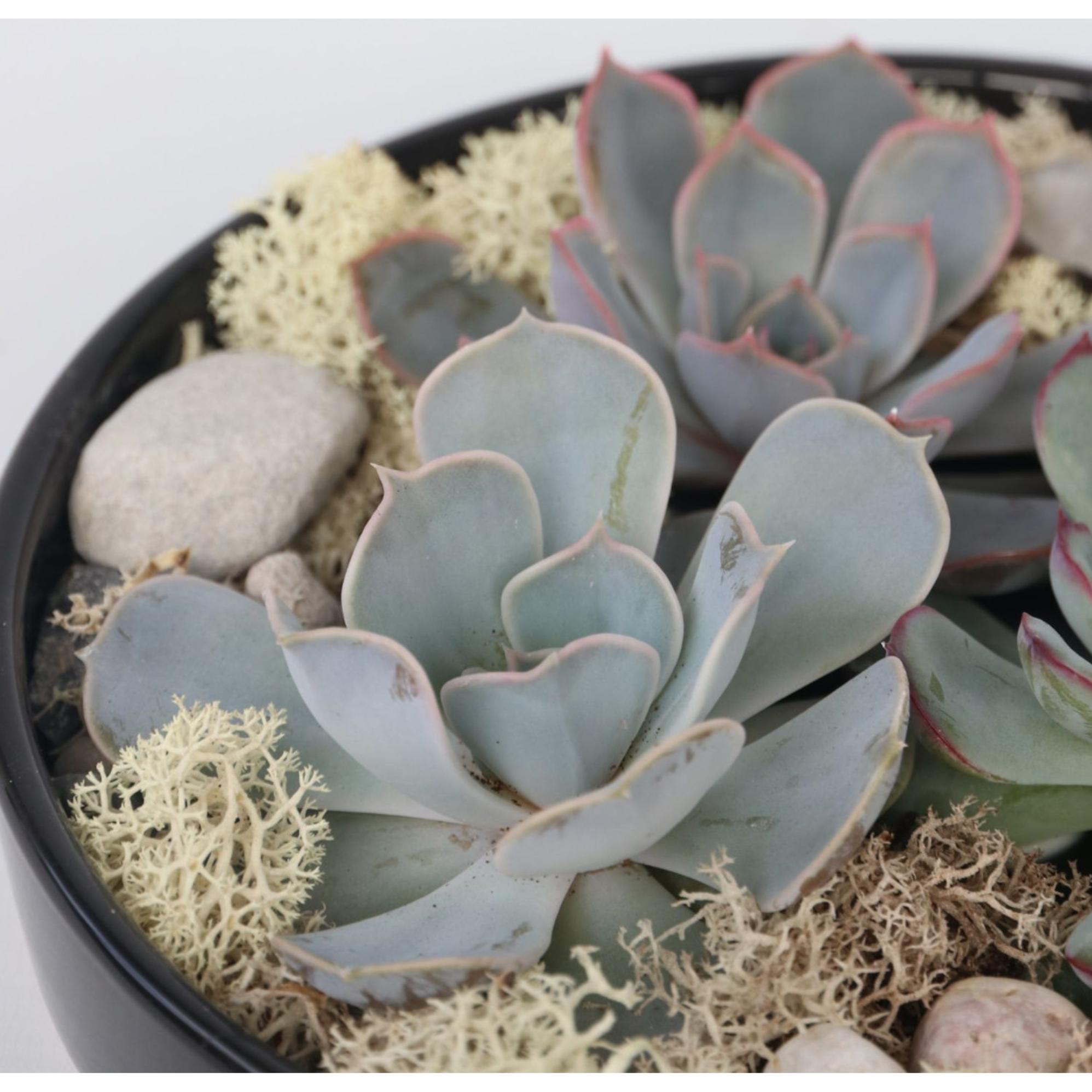 Thumbnail - Plant in a Box, Pflanzen, Echeveria lilacina - Garden Mix Schwarz (8 cm)